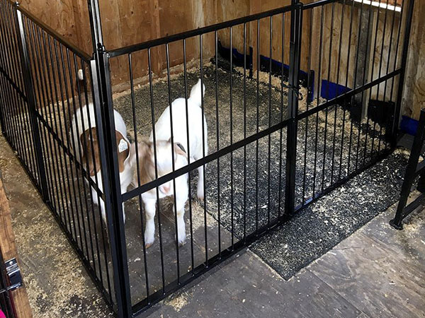 goat pen
